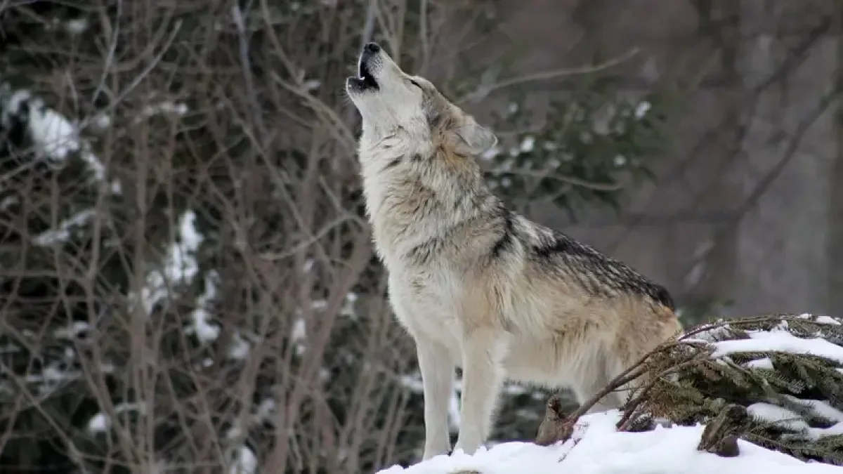 Напавший на жителей Каркаралинска волк оказался «домашним»