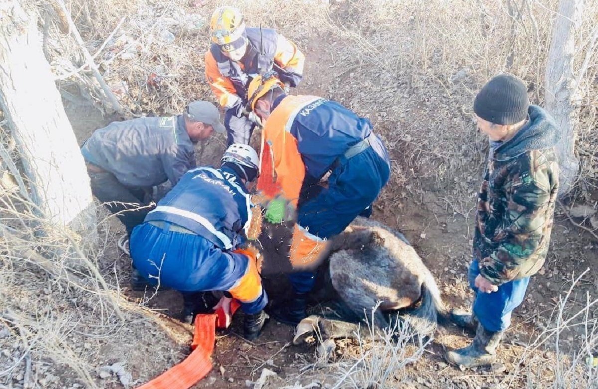 Спасатели вытащили лошадь из канавы в Кызылорде