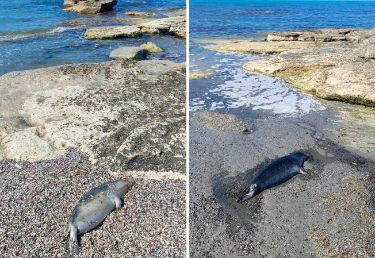 Более 60 туш мертвых тюленей обнаружили на побережье Каспийского моря