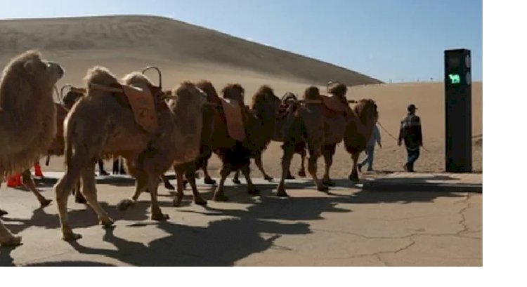 В Китае установили первый в мире светофор для верблюдов