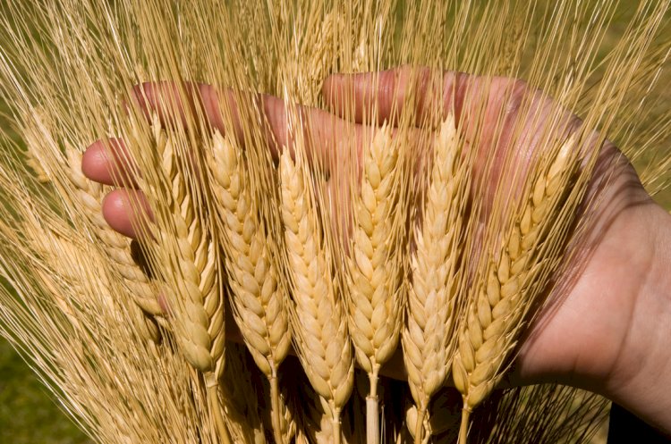 Почти на 30% вырос экспорт пшеницы в Казахстане