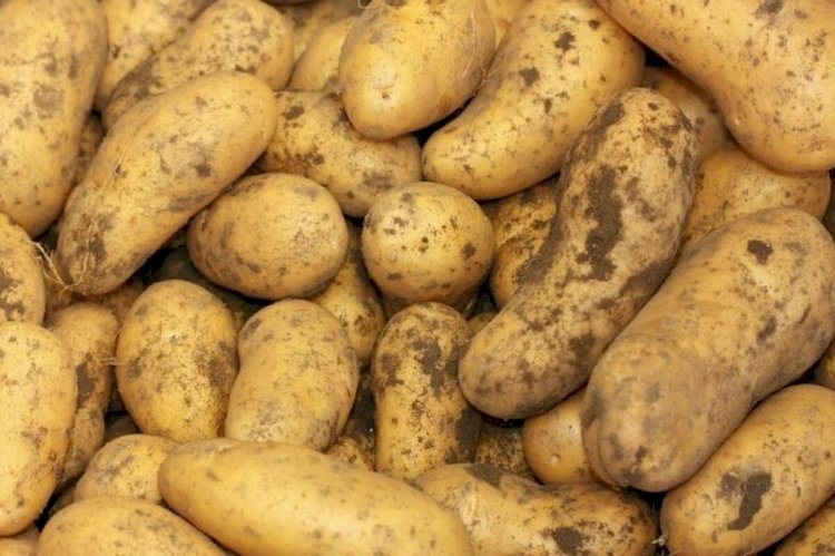 Картофеля в Казахстане достаточно