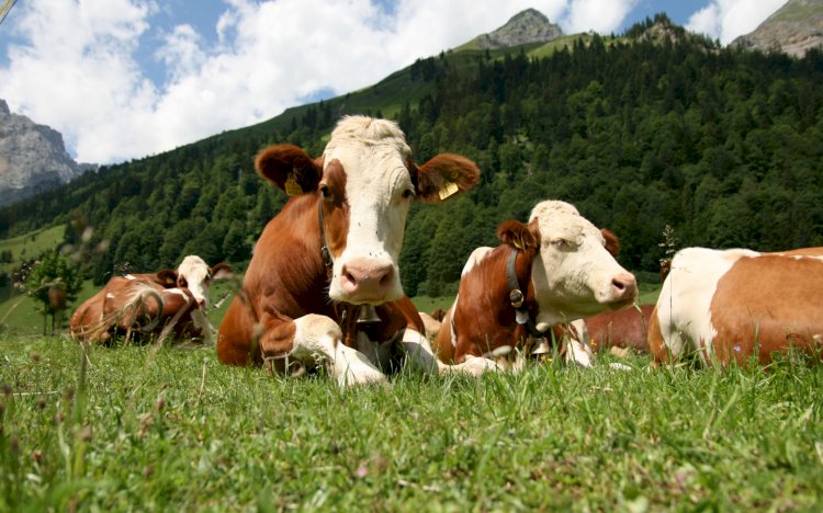 Шестимесячный запрет на вывоз животноводческих кормов введет Казахстан