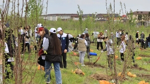 Больше, чем в Центральном парке Нью-Йорка: в Алматы высадили 30 тысяч деревьев