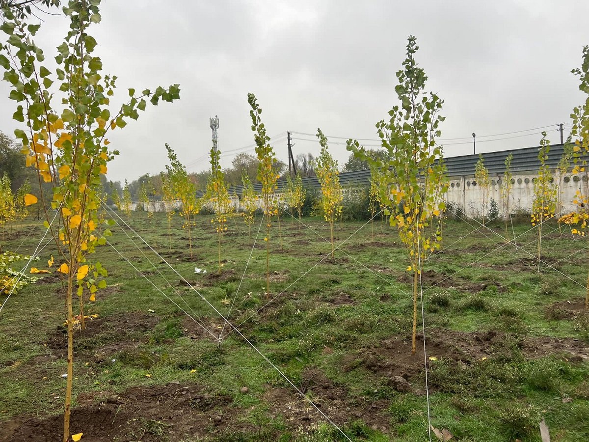 В Алматы проводится осенняя посадка деревьев
