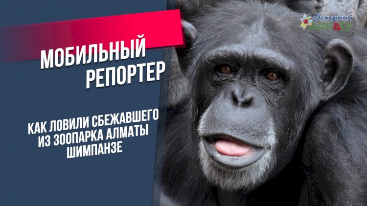 Как ловили сбежавшего из зоопарка Алматы шимпанзе