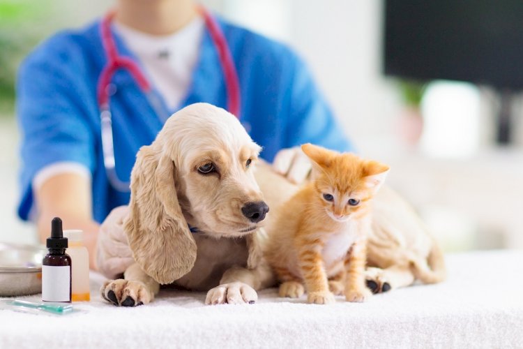 Порядка 33 млрд тенге составил объем оказанных услуг в области ветеринарии