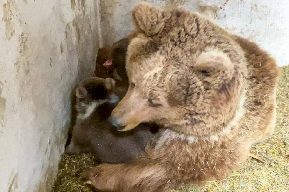 Источник фото: Instagram Алматинского зоопарка 