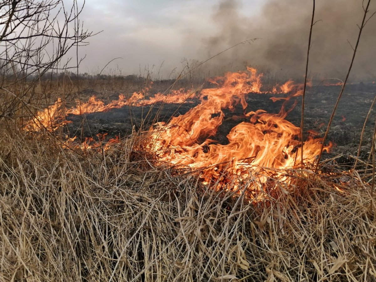 Возгорание сухой травы произошло в Бескарагайском районе