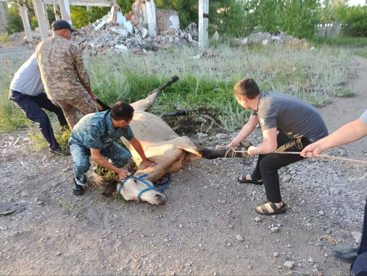 Упавшую в глубокий колодец лошадь спасли полицейские