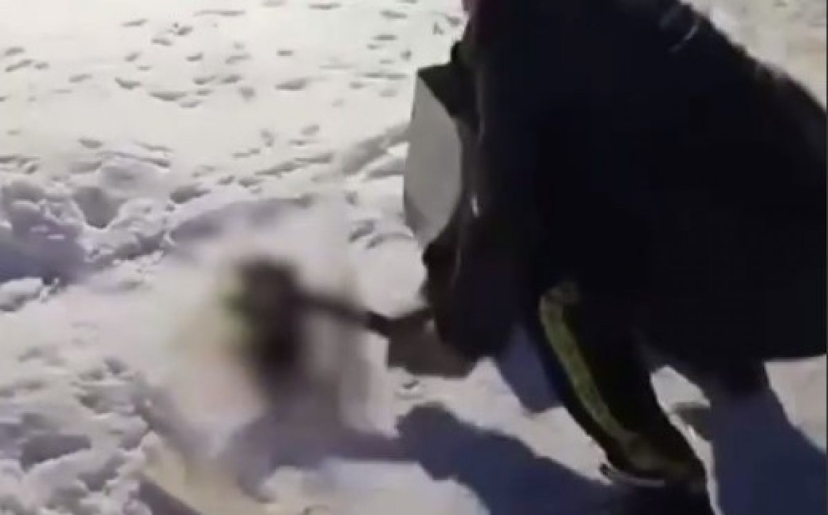 Забил щенят топором: в Казнете появилось страшное видео из ВКО