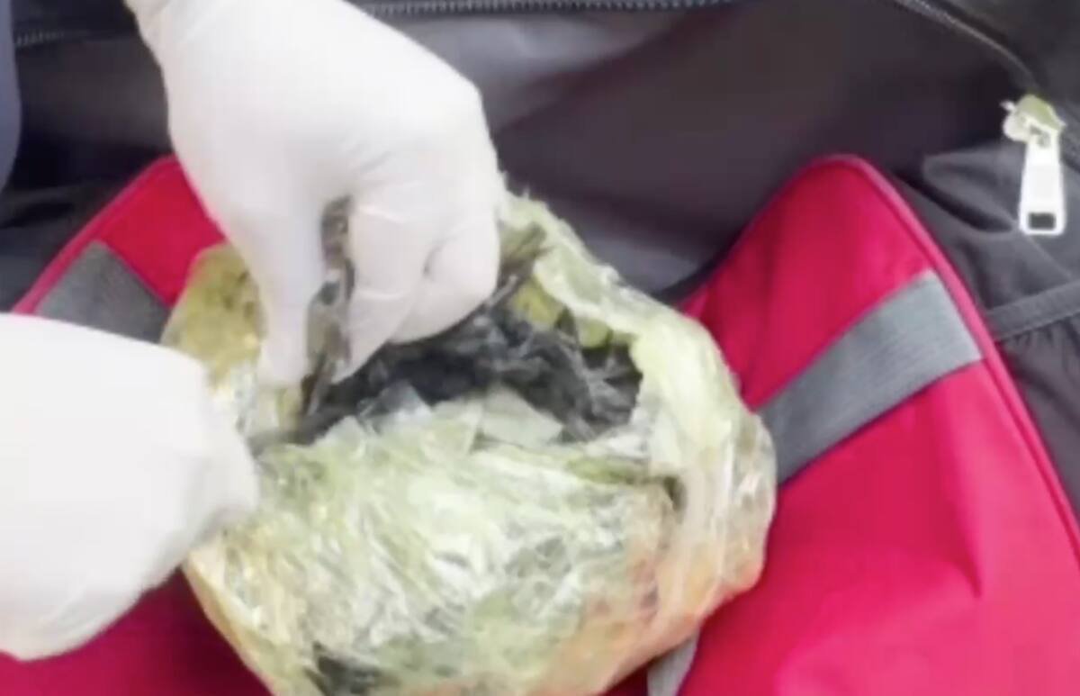 Наркотики на 30 млн тенге обнаружили в такси в Шымкенте