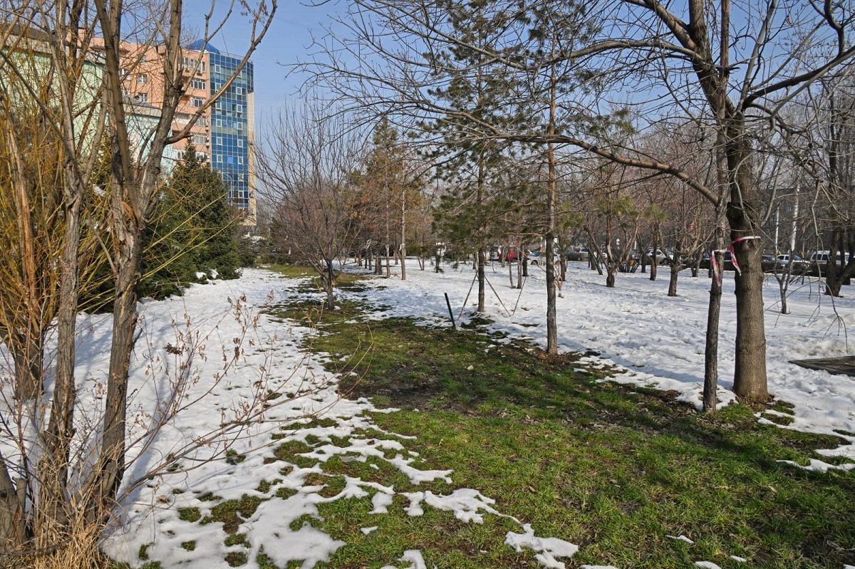 Алматинские тепловые сети высадят новые деревья в качестве компенсации