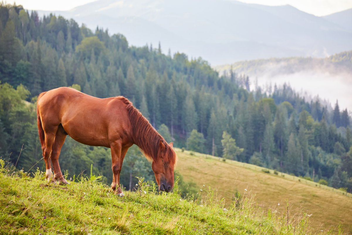 Казахстанцы побили рекорд по потреблению конины