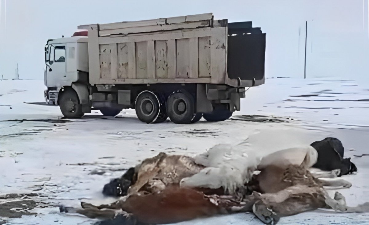 Почти полторы тысячи мертвых лошадей насчитали в Улытауской области