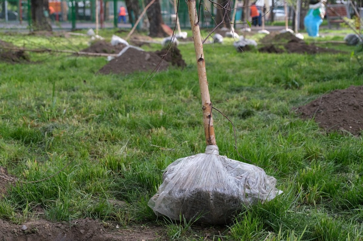 «Алматы – наш общий дом»: в мегаполисе продлевается акция «Зеленый двор»