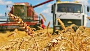 Зерносеющие регионы республики приступили к сбору урожая