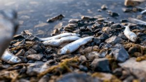 Минэкологии проверяет факт обнаружения мертвой рыбы в алматинском озере