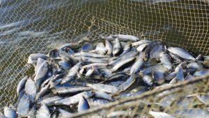Cколько денег потратил Казахстан на развитие рыбного хозяйства