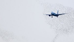 Пассажирский самолет столкнулся с крупной стаей птиц в Атырау