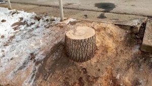 Акимат Алматы озвучил итоги проверки по факту вырубки деревьев на Толе Би