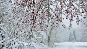 Погода без осадков ожидается в Алматы 2 декабря