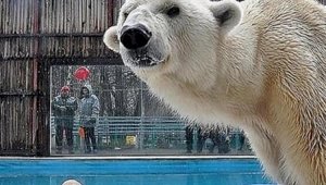 В зоопарке Алматы усыпили белого медведя