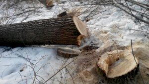 Наказание за незаконную вырубку деревьев ужесточат в Казахстане