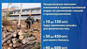На сколько увеличат штрафы за незаконную вырубку деревьев в Казахстане?