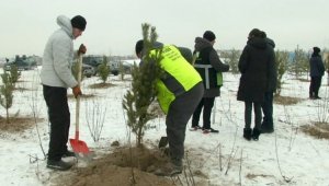 Алматинские экоактивисты отметили День Независимости посадкой деревьев