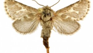 В Алтае и Казахстане нашли новый вид бабочек