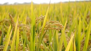 В Алматинской области намерены сократить посевы риса