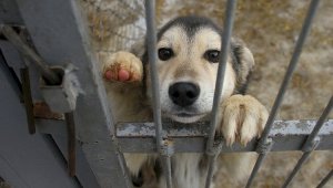 Проблему жестокого обращения с животными обсудили в Алматы
