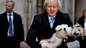 Из-за коронавируса в Великобритании участились случаи похищения собак