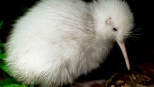В Новой Зеландии умерла всемирно известная киви-альбинос по имени Манукура