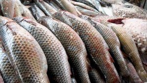Программу развития рыбной отрасли до 2030 года приняло Правительство  РК