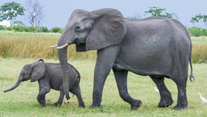 Ученые подсчитали африканских слонов с использованием спутниковых снимков