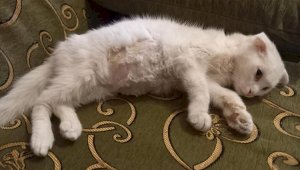 Жительница Алматы считает, что ее кот заразился коронавирусом