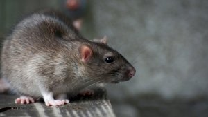 Пустующие здания в центре Монреаля превращаются в колонии для крыс