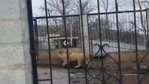 Взрослого льва обнаружили в крестьянском хозяйстве Алматинской области