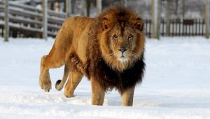 Льву из Алматинской области нашли новый дом, но кормить его нечем