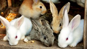 ВОЗ: Кролики и барсуки с Уханьского рынка могли быть причастны к распространению COVID-19