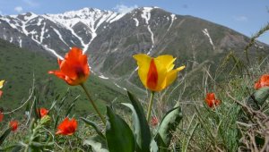 Защитить растительный мир специальным законом хотят в Казахстане