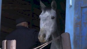 Лошадей на 30 млн тенге похитила группа скотокрадов в Алматинской области