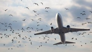 Орнитологи алматинского аэропорта просят помочь в отпугивании пернатых