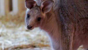 В Алматинском зоопарке у семейства серых кенгуру появился новый малыш