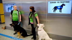 Собаки способны учуять COVID-19 за неделю до положительного теста