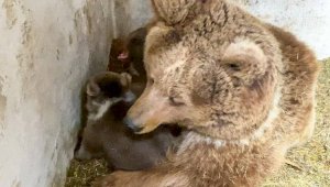 В Алматинском зоопарке медведица два месяца прятала новорожденных медвежат