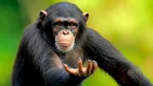 Один в один: Шимпанзе освоили Zoom