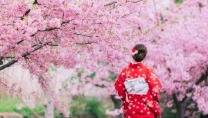 Раннее цветение сакуры наблюдают в Японии